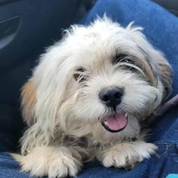 Shih Tzu Dogs Available for Adoption in Wharton, Texas - Blaine | PetCurious
