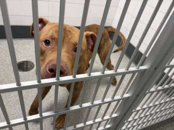 MUSTANG -  Pit Bull Terrier and Mixed Breed Dog for Adoption in Loveland, Colorado - MUSTANG | PetCurious