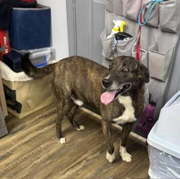 Dean -  Labrador Retriever Dog for Adoption in Conway, Arkansas - Dean | PetCurious