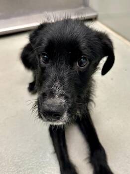 Hubert -  Mixed Breed Dog for Adoption in Wichita, Kansas - Hubert | PetCurious