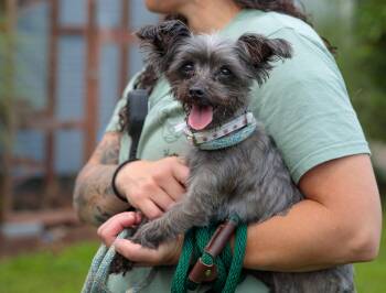 Maise -  Yorkshire Terrier Dog for Adoption in Cranston, Rhode Island - Maise | PetCurious