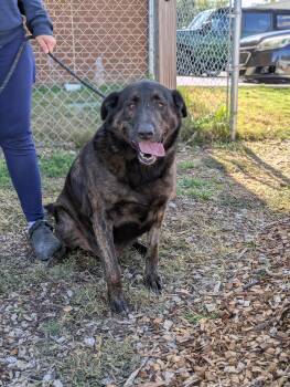 Rescue Mixed Breed Dogs for Adoption in Huntsville, Alabama - Lucky | PetCurious