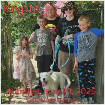 Krypto -  Mixed Breed Dog for Adoption in Boaz, Alabama - Krypto | PetCurious