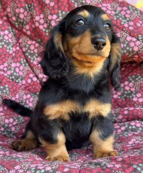 Lacey -  Dachshund Dog for Adoption in Great Falls, Montana - Lacey | PetCurious
