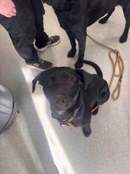 Labrador Retriever and German Shepherd Dog Dogs Available for Adoption - Wayne | PetCurious