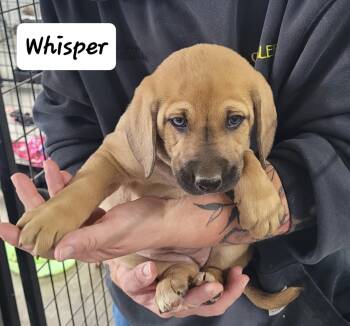 Rescue Mixed Breed Dogs for Adoption in Urbana, Ohio - Whisper | PetCurious