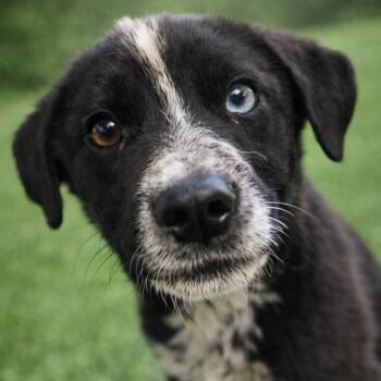Mixed Breed Dogs Available for Adoption - ARLO | PetCurious