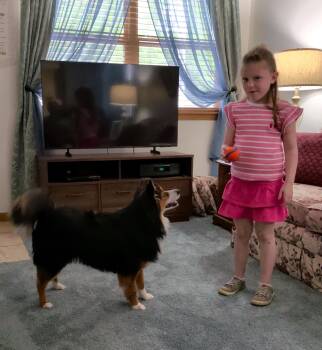 Chippy -  Shetland Sheepdog Sheltie Dog for Adoption in Cuyahoga Falls, Ohio - Chippy | PetCurious