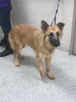 A432758 -  German Shepherd Dog and Mixed Breed Dog for Adoption in Conroe, Texas - A432758 | PetCurious