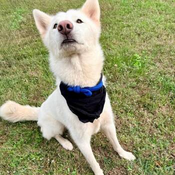 Angus -  Husky Dog for Adoption in Angleton, Texas - Angus | PetCurious
