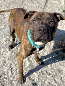 Toasty -  Mixed Breed Dog for Adoption in Mckeesport, Pennsylvania - Toasty | PetCurious