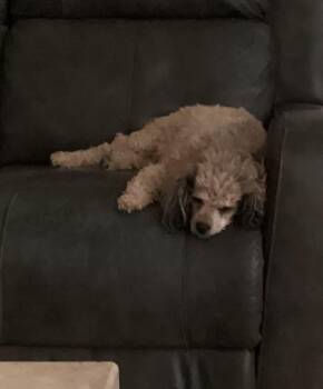 Rescue Poodle Dogs for Adoption in Las Vegas, Nevada - Luna | PetCurious