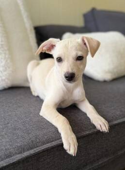 Boone -  Terrier and Mixed Breed Dog for Adoption in Honolulu, Hawaii - Boone | PetCurious