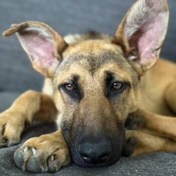 German Shepherd Dog Dogs Available for Adoption in Manhattan Beach, California - Hazel | PetCurious