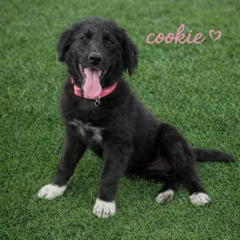 Australian Shepherd and Mixed Breed Dogs Available for Adoption in Hohenwald, Tennessee - Cookie | PetCurious