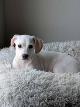 Noah Wyle -  Chihuahua Dog for Adoption in Winter Garden, Florida - Noah Wyle | PetCurious
