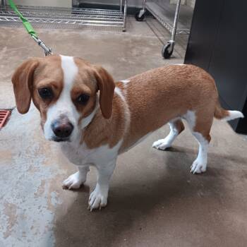 Rescue Cavalier King Charles Spaniel Dogs for Adoption in Eureka Springs, Arkansas - Lady Bug | PetCurious