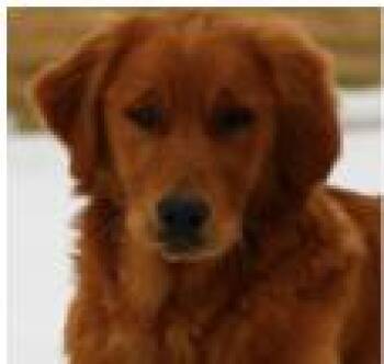 Golden Retriever Dogs Available for Adoption - #258 Bailey | PetCurious