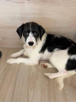 Bertho -  Wirehaired Terrier Dog for Adoption in Miami, Florida - Bertho | PetCurious