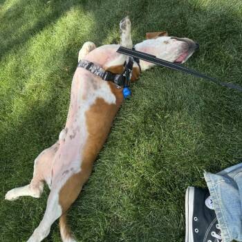 Gus -  Basset Hound Dog for Adoption in Fort Collins, Colorado - Gus | PetCurious