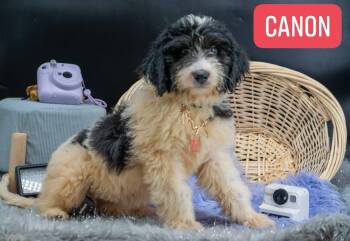 Canon -  Labradoodle Dog for Adoption in Sevierville, Tennessee - Canon | PetCurious