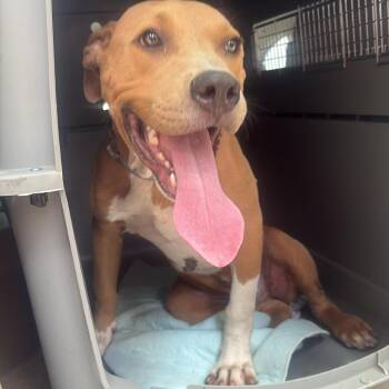 Niko -  Staffordshire Bull Terrier and Mixed Breed Dog for Adoption in Tomball, Texas - Niko | PetCurious