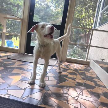 Mayberry -  Mixed Breed and Terrier Dog for Adoption in Durham, North Carolina - Mayberry | PetCurious