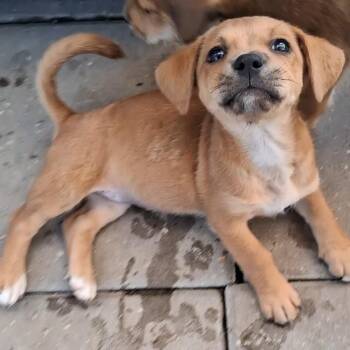 Rebekah -  Mixed Breed Dog for Adoption in Carson, Mississippi - Rebekah | PetCurious