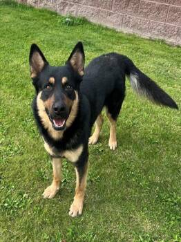 German Shepherd Dog and Mixed Breed Dogs Available for Adoption - WINSLOW | PetCurious