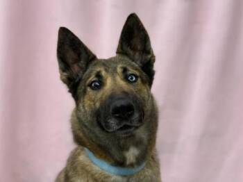 Belgian Shepherd Malinois Dogs Available for Adoption in Portland, Oregon - Larkspur | PetCurious