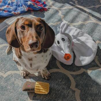 Dachshund Dogs Available for Adoption - Zero | PetCurious