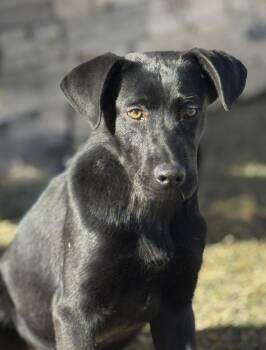 Labrador Retriever Dogs Available for Adoption in Littleton, Colorado - Phineas | PetCurious