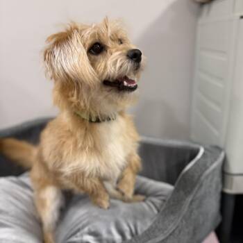 Terrier Dogs Available for Adoption - Tobie | PetCurious