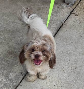 Churro -  Shih Tzu Dog for Adoption in Metairie, Louisiana - Churro | PetCurious