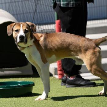 Hound and Mixed Breed Dogs Available for Adoption in Peyton, Colorado - Ty (AP26-144) | PetCurious
