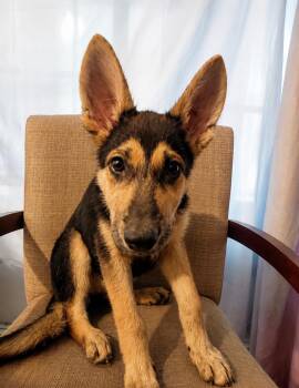 Azuka -  German Shepherd Dog Dog for Adoption in Houston, Texas - Azuka | PetCurious