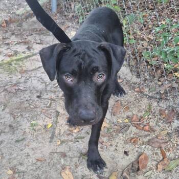 09/23/2026-Stray-32ndStreet-BQ -  Mixed Breed Dog for Adoption in Columbus, Georgia - 09/23/2026-Stray-32ndStreet-BQ | PetCurious
