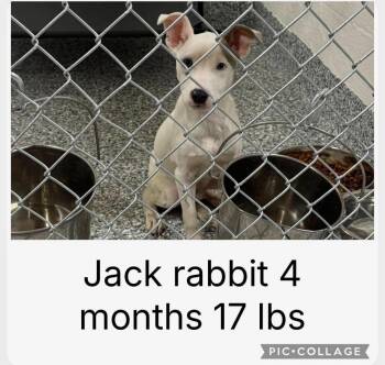 Terrier Dogs Available for Adoption in Carmel Hamlet, New York - Jack Rabbit | PetCurious