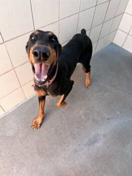 Doberman Pinscher Dogs Available for Adoption in Corpus Christi, Texas - UNK FEMALE | PetCurious