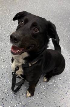 Lenny -  Corgi and Labrador Retriever Dog Available for Adoption in Yankton, South Dakota - Lenny | PetCurious