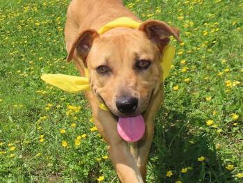 Rescue Black Mouth Cur Dogs for Adoption in St. Cloud, Minnesota - Kali | PetCurious