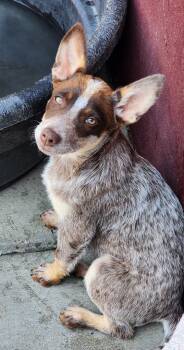 Lucha -  Australian Cattle Dog Blue Heeler Dog for Adoption in Fort Lupton, Colorado - Lucha | PetCurious