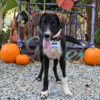 Milk Dud -  Retriever Dog for Adoption in Wake Forest, North Carolina - Milk Dud | PetCurious