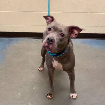 Bella Della -  American Staffordshire Terrier and Mixed Breed Dog for Adoption in Bartlett, Tennessee - Bella Della | PetCurious