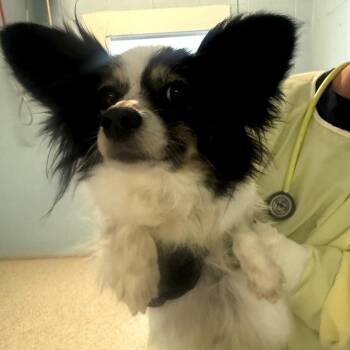 QUEEN 4640 -  Papillon Dog for Adoption in Loxahatchee Groves, Florida - QUEEN 4640 | PetCurious