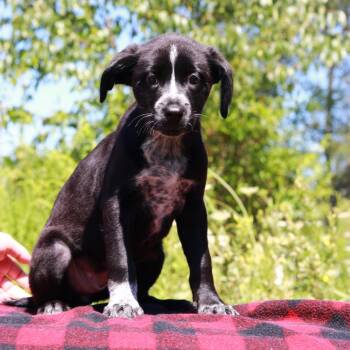 CT Boot -  Border Collie and Mixed Breed Dog for Adoption in Stormville, New York - CT Boot | PetCurious