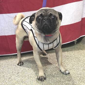 IVHS-Stray-144108 -  Pug Dog for Adoption in San Gabriel, California - IVHS-Stray-144108 | PetCurious