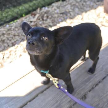 Chihuahua Dogs Available for Adoption in Briarcliff Manor, New York - Eden | PetCurious