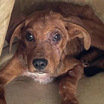 Clifford -  Mixed Breed Dog for Adoption in Green Forest, Arkansas - Clifford | PetCurious