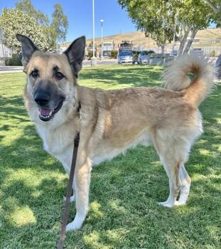 Kevin -  German Shepherd Dog Dog for Adoption in Dublin, California - Kevin | PetCurious